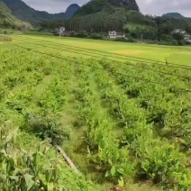 自己家里种的以丰产
