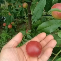 陕西珍珠枣油桃大量上市中，1号，3号，5号