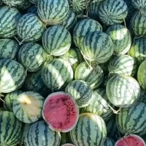 台农有籽美都麒麟瓜高密批发分货