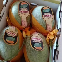 晓蜜25哈密瓜网纹瓜鲁厚甜哈密瓜大量上市中需要的老板