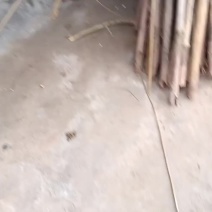 野生粉葛