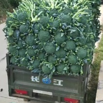 高原夏菜西蓝花大量上市