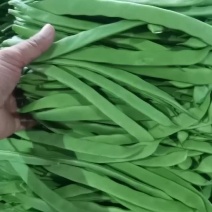扁豆角二茬新苗大量上市
