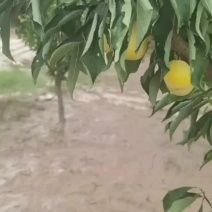 陕西西梅大荔西梅-金西梅产地直发品质好支持视频看货代发