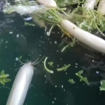 白萝卜大量供应中