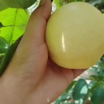 代收代发，黄冠梨千亩大园子