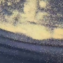 金蝉种苗，