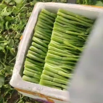 精品广东菜心