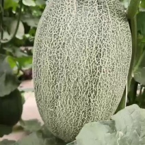 河北小蜜