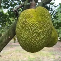 金包无胶菠萝蜜