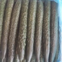 贵州大量精品密刺黄瓜，吃味好耐运输，产地直供一手货源