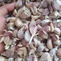 精品红根蒜苗种子
