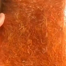 海参花新货
