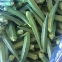 秋葵大量上新欢迎老板咨询量大从优