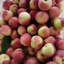 珍珠枣油桃100亩现货