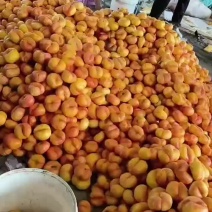 油蟠桃
