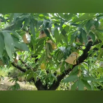 浙江奉化特产老品种水蜜桃