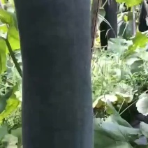 英德冬瓜大量有货，保质保量，可视频看货！