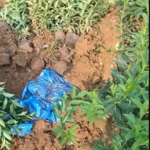 金钟连翘华北连翘直隶连翘药用连翘荒山荒地种植苗杯苗