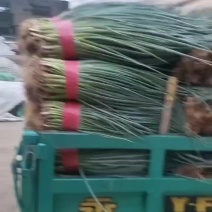 邯郸市大量四季小荵香荵刚荵一手货源产地直发