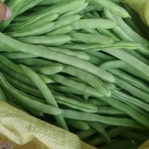 小金豆扁豆角大量