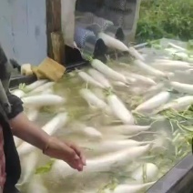 精品萝卜