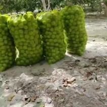 新疆核桃/青皮核桃/核桃185大量上市，欢迎看货