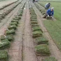 马尼拉草坪