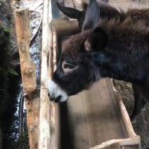 毛驴