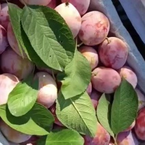 礼泉红西梅大量上市