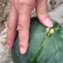 精品头茬墨瞳西瓜大量上市