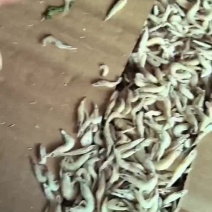 单冻小虾正在加工欢迎下单