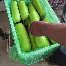 本地瓠瓜大量上市，质量保证，有需要的老板联系