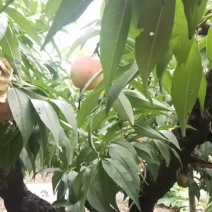 奉化特产老品种水蜜桃