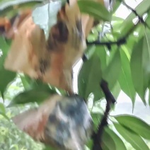 香甜可口的老品种水蜜桃