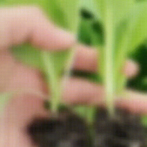 通海漂苗专业户