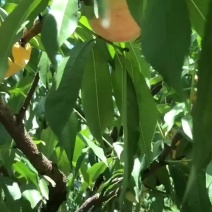老家特产，产地一手货源