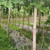 毛瓜