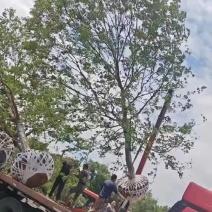 ️【乌桕】乌桕树来电订购退林还耕急售价格优惠诚信合作售后