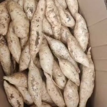奶油蜜薯口感面糯甜，支持各种包装代发全国
