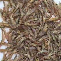 高卤度，海水大虾