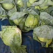 甘蓝
