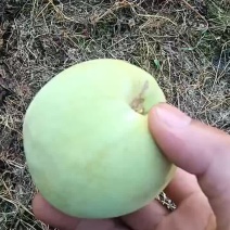 青桃预订火热进行中，有要好货的老板可以提前订货了