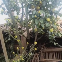 雪花梨