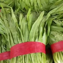 精品油麦菜