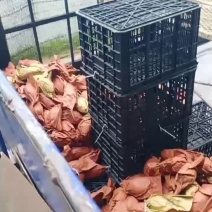 摸摸果