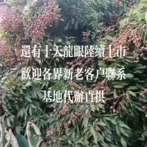 泸州龙眼有熟冠储良，石夾大乌龙基地直拱代办非诚勿扰