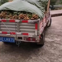 泸州龙眼