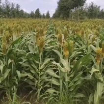 酿酒高粱快收割了红高粱糯高粱都有