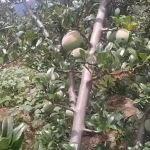红花酸木瓜准备上市需要的老板可以下单了